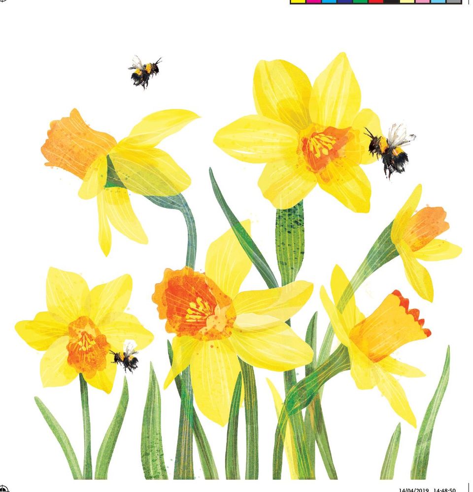 Greeting Card - Daffodils